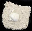 Eocene Fossil Gastropod (Globularia) - Damery, France #32427-1